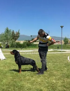 Rottweiler Puppy