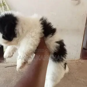 Shih Tzu Puppy