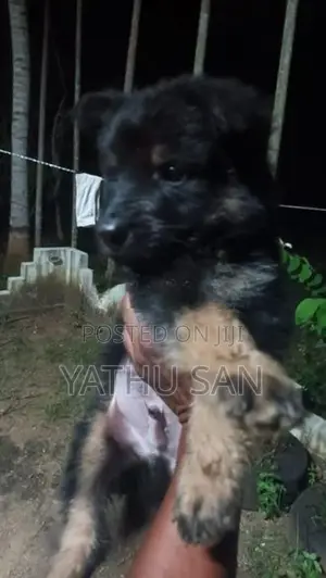 Lion Shepherd Puppy