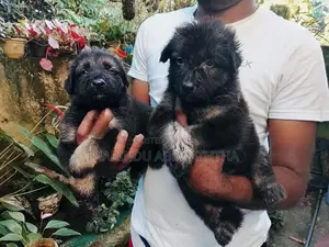 ලයන් ශෙපඩ් පැටවුන්