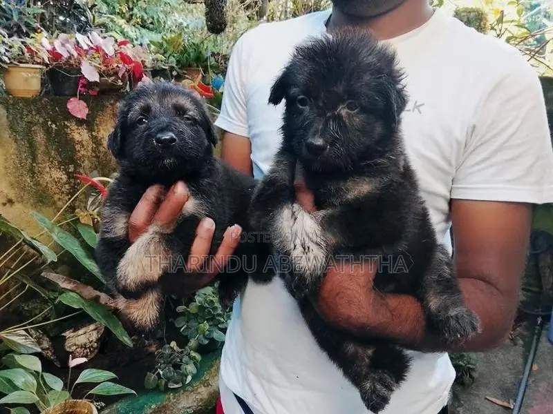 ලයන් ශෙපඩ් පැටවුන්