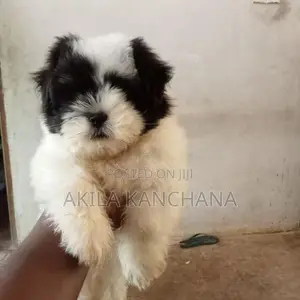 Shih Tzu Puppies