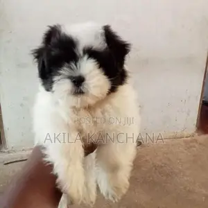 Shih Tzu Puppy