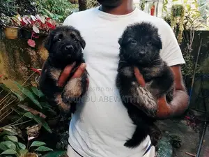 ලයන් ශෙපඩ් පැටවුන්