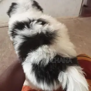 Shih Tzu Puppies