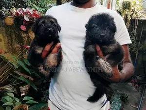 ලයන් ශෙපඩ් පැටවුන්