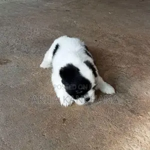 Shih Tzu Puppies
