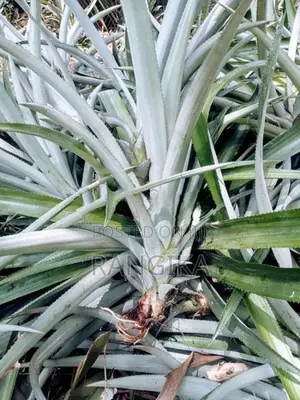 අන්නාසි පැල