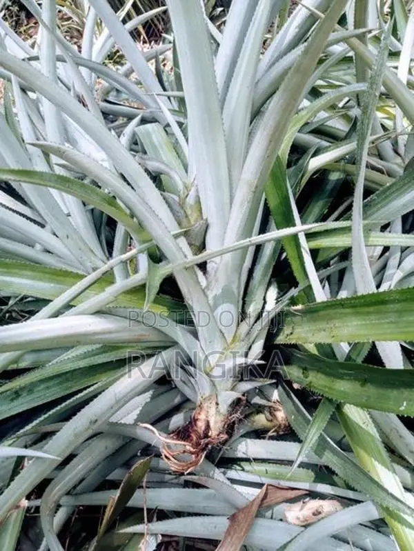 අන්නාසි පැල
