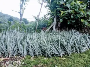 අන්නාසි පැල
