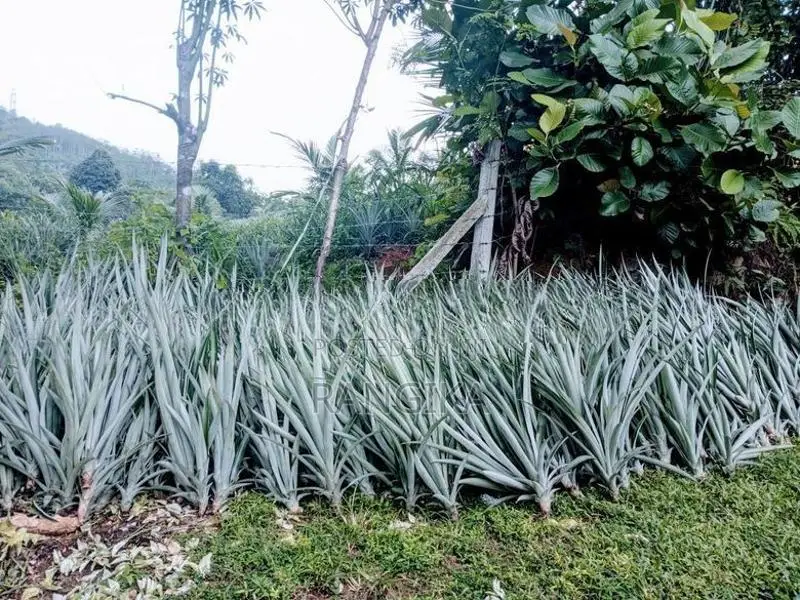 අන්නාසි පැල