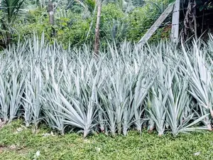 අන්නාසි පැල