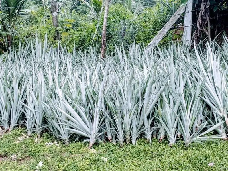 අන්නාසි පැල