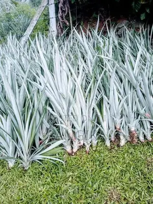 අන්නාසි පැල