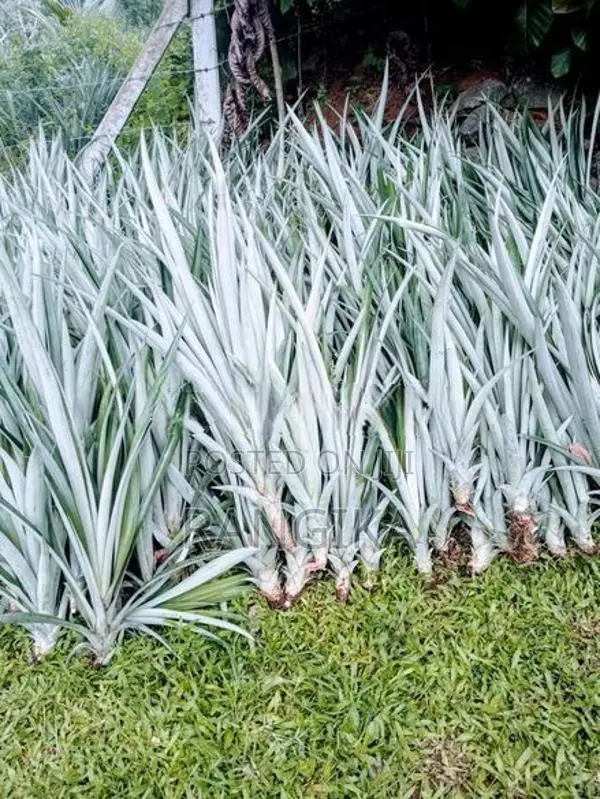 අන්නාසි පැල