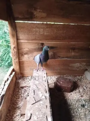 Pigeon