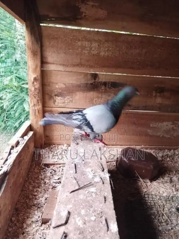 Pigeon