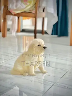 Golden Retriever Puppies