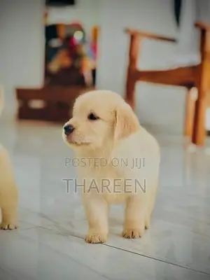 Golden Retriever Puppies