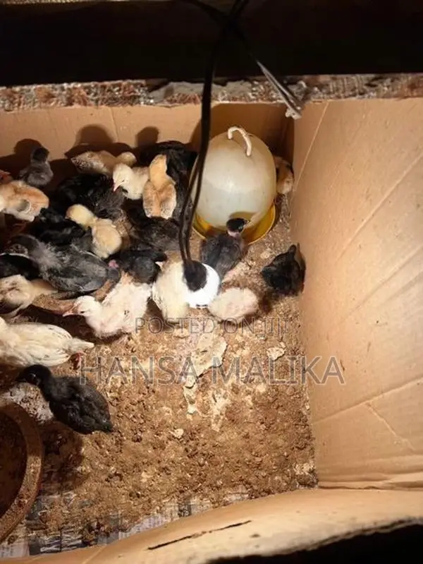 ගම් කුකුල් පැටව්