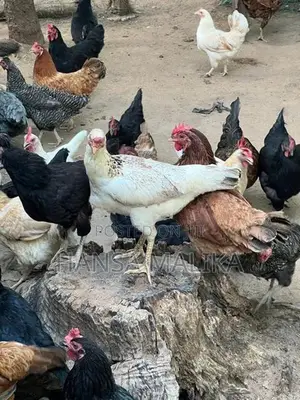 ගම් කුකුල් පැටව්