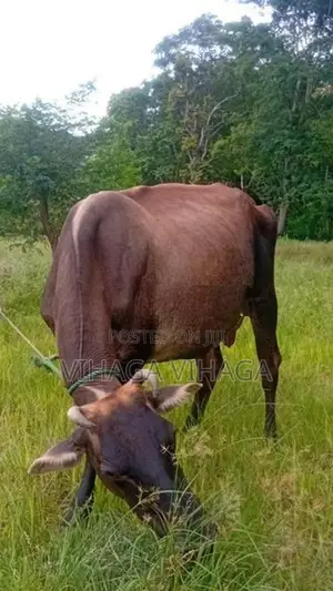 ජසී සහිවල් එළදෙන