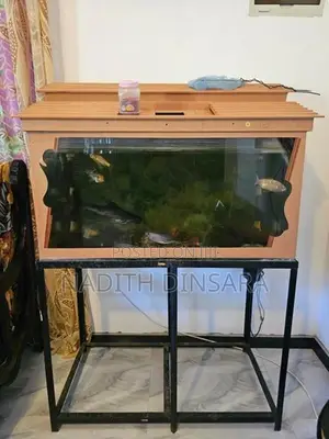 Fish Tank