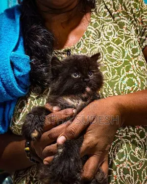 Persian Kittens