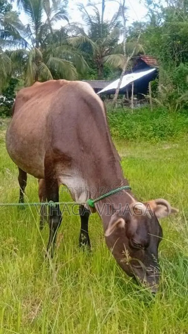 ජසී සහිවල් එළදෙන
