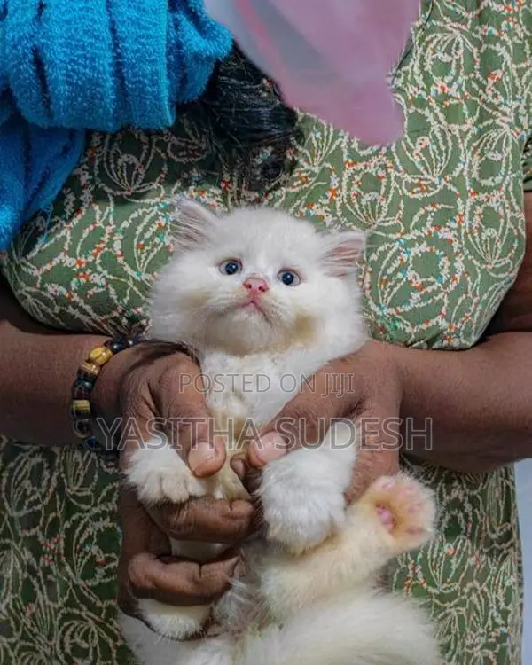 Persian Kittens