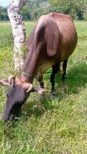 ජසී සහිවල් එළදෙන