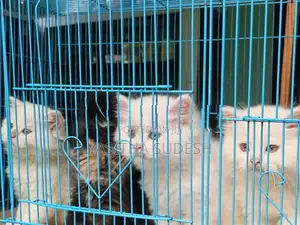 Persian Kittens