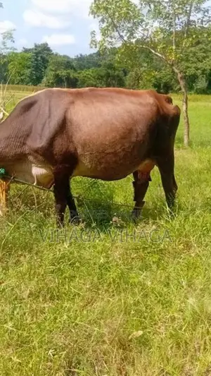 ජසී සහිවල් එළදෙන