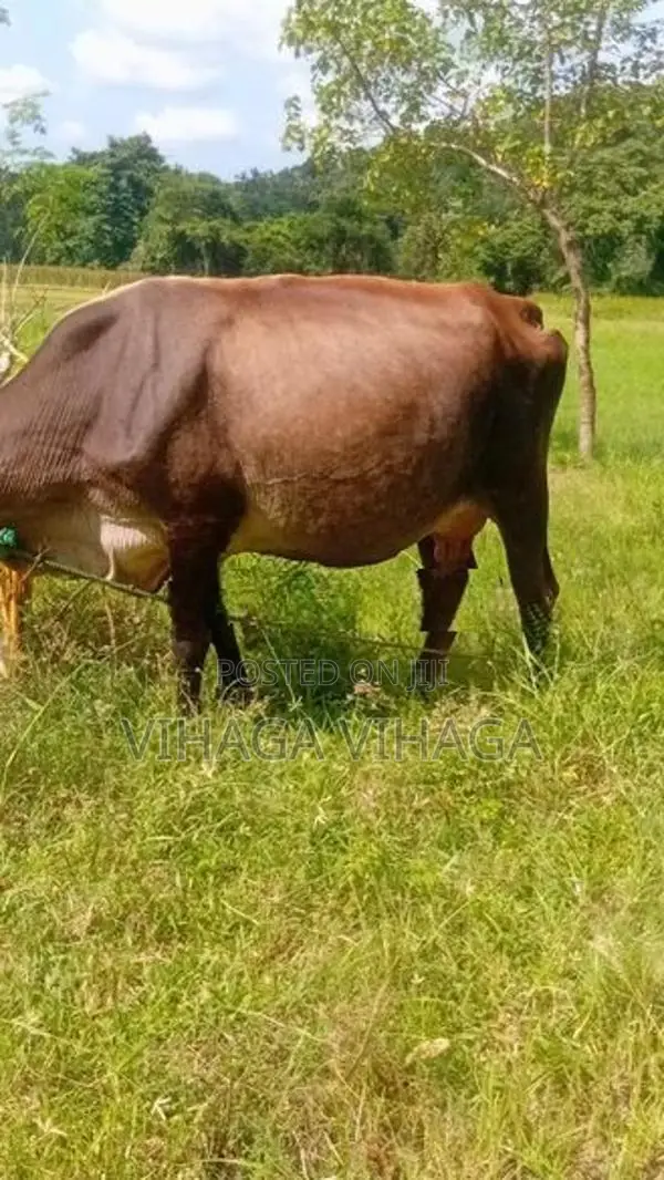 ජසී සහිවල් එළදෙන