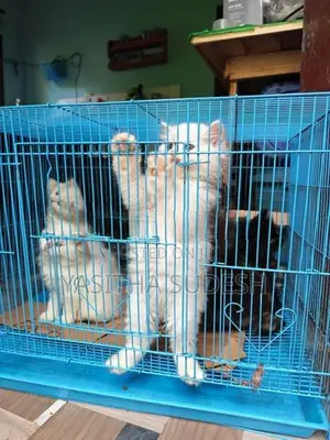 Persian Kittens