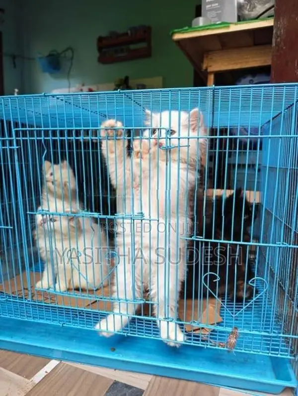 Persian Kittens