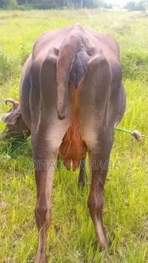 ජසී සහිවල් එළදෙන