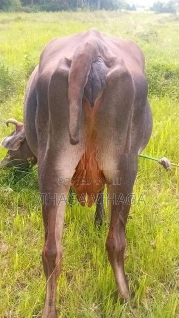 ජසී සහිවල් එළදෙන