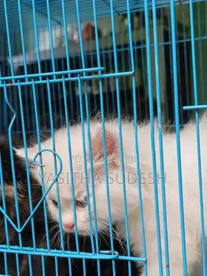 Persian Kittens