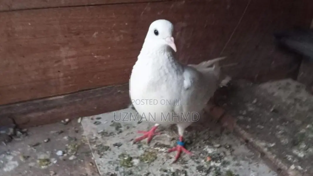 Sudhu aara male Pigeons