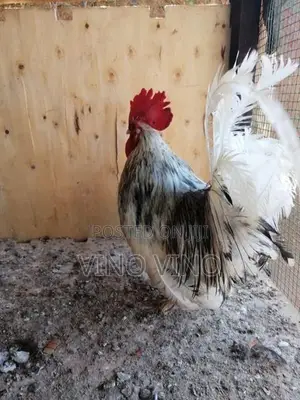 Fancy Chicken