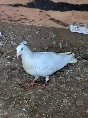 Sudhu aara male Pigeons