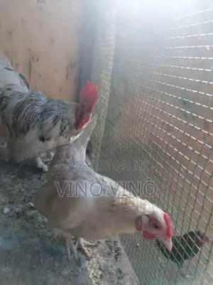 Fancy Chicken