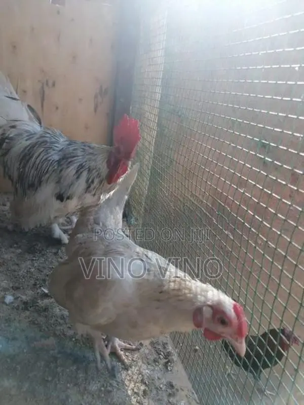 Fancy Chicken