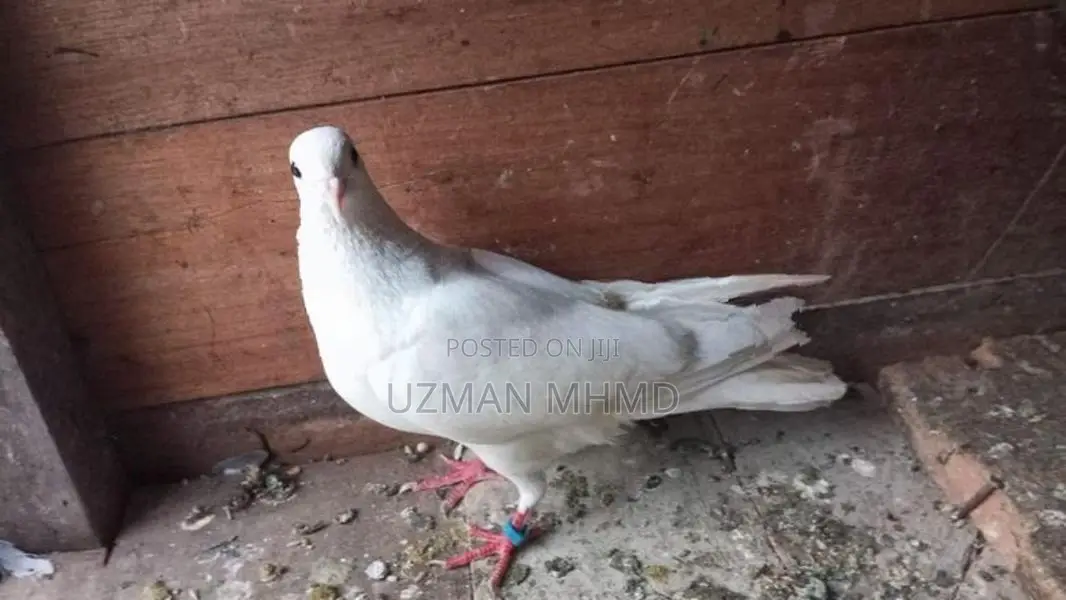 Sudhu aara male Pigeons