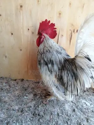 Fancy Chicken