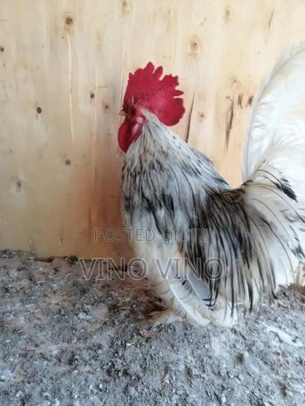 Fancy Chicken