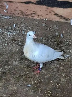 Sudhu aara male Pigeons