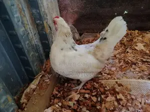 Fancy Chicken