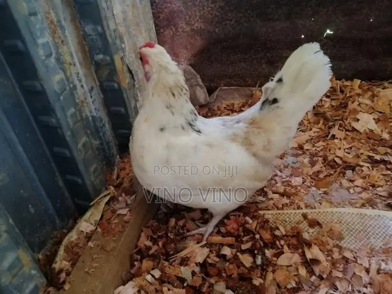Fancy Chicken